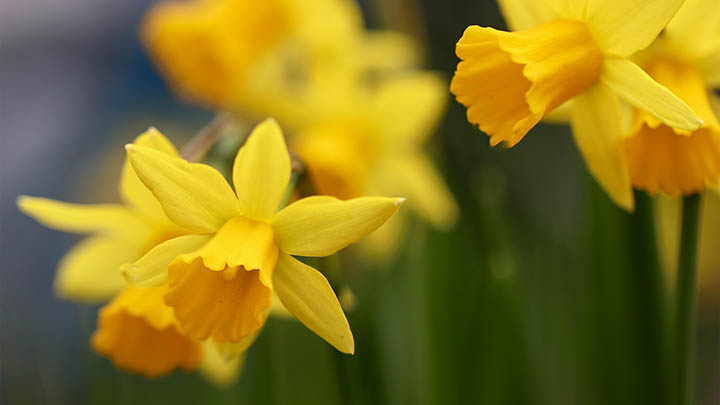 电脑怎么下载搜狗输入法？详细指南与高效下载加速技巧解析 二