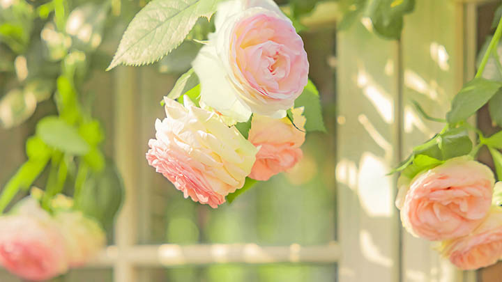 头条搜狗输入法下载攻略:安卓/iOS/PC多平台轻松获取教学 头条搜狗输入法下载攻略:安卓/iOS/PC多平台轻松获取教学 二