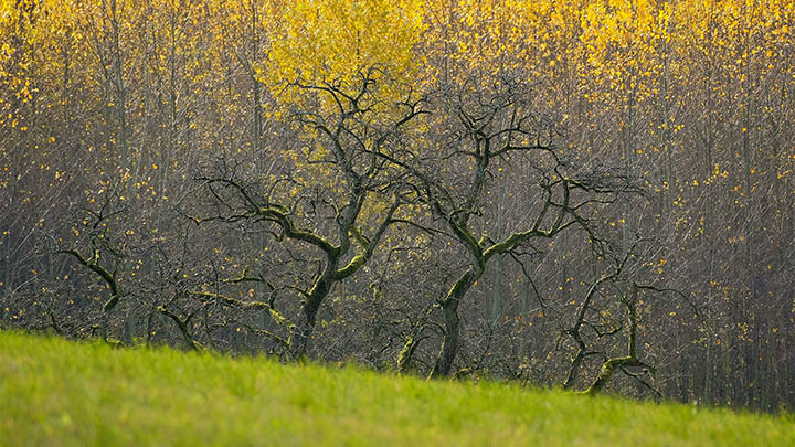 搜狗怎么下载输入法:简单3步搞定Win/Mac/手机全平台安装技巧 搜狗怎么下载输入法:简单3步搞定Win/Mac/手机全平台安装技巧 二