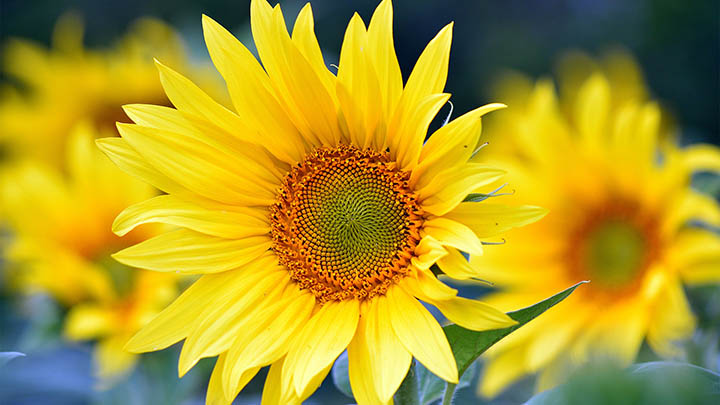 搜狗输入法怎么下载?多平台兼容安装教程与下载安装最快捷径 搜狗输入法怎么下载?多平台兼容安装教程与下载安装最快捷径 二