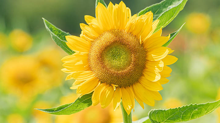 搜狗输入法无需下载?教你轻松使用的便捷配置法 搜狗输入法无需下载?教你轻松使用的便捷配置法 二