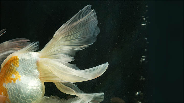 搜狗输入法变音下载技巧:轻松解决音效选项及设置问题 搜狗输入法变音下载技巧:轻松解决音效选项及设置问题 二