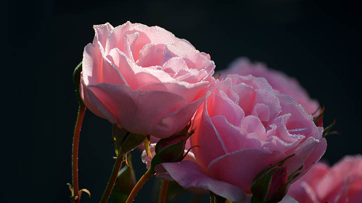 搜狗输入法Linux下载:轻松实现三步安装攻略 搜狗输入法Linux下载:轻松实现三步安装攻略 二