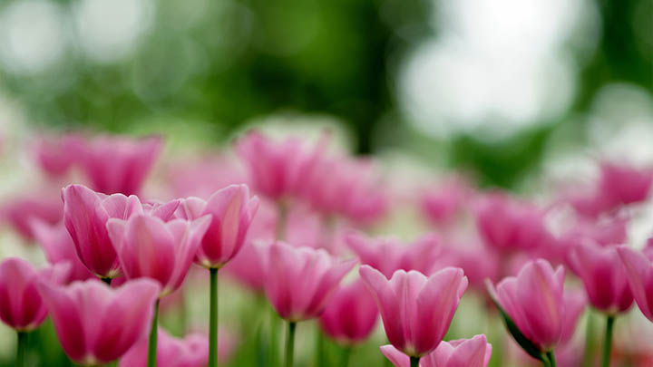 搜狗输入法下载日文遇到问题怎么办？ 二